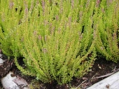 Calluna vulgaris 'Firefly' 